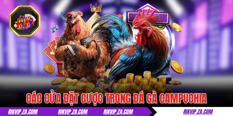 Đá Gà Campuchia - Thiên Đường Đích Thực Của Giới Sư Kê