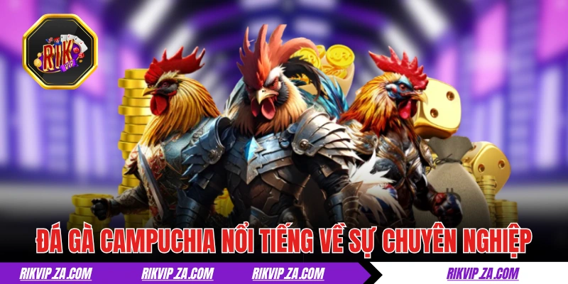Đá Gà Campuchia - Thiên Đường Đích Thực Của Giới Sư Kê