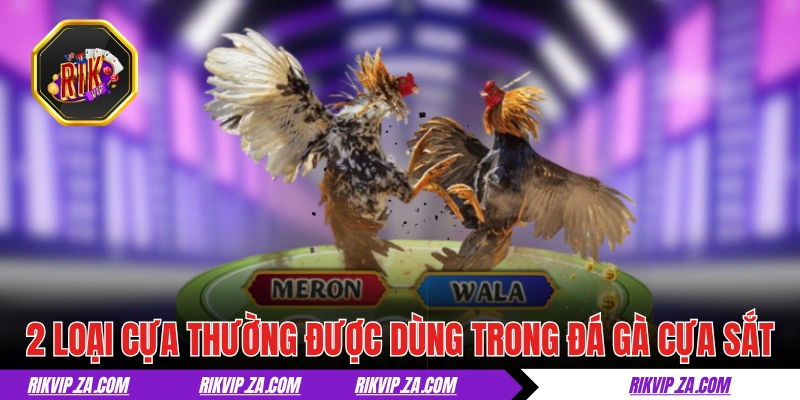 Đá Gà Cựa Sắt - Tìm Hiểu Thể Loại Chọi Kê Đậm Chất Máu Lửa Đá Gà Cựa Sắt - Tìm Hiểu Thể Loại Chọi Kê Đậm Chất Máu Lửa