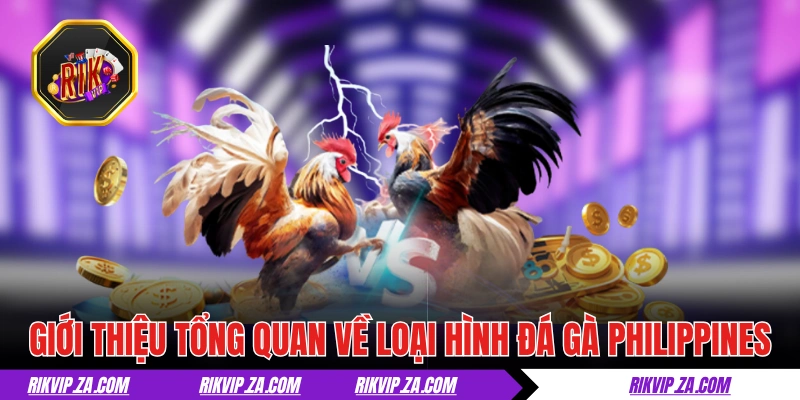 Đá Gà Philippines - Thiên Đường Của Giới Chọi Kê Hợp Pháp