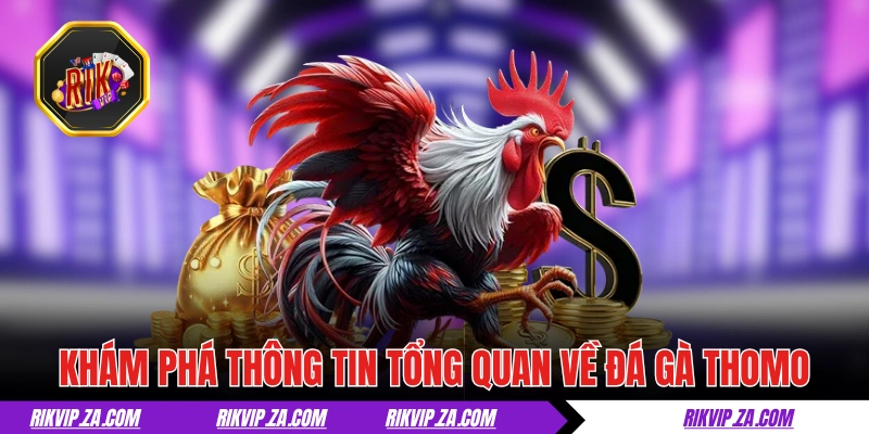Đá Gà Thomo - Chuẩn Mực Của Giới Chọi Kê Chuyên Nghiệp