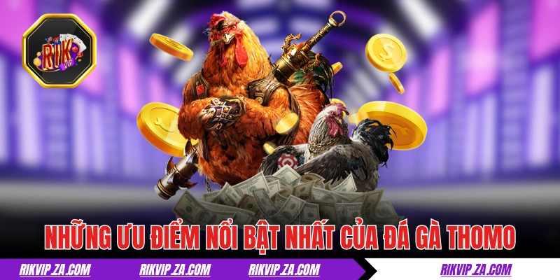 Đá Gà Thomo - Chuẩn Mực Của Giới Chọi Kê Chuyên Nghiệp